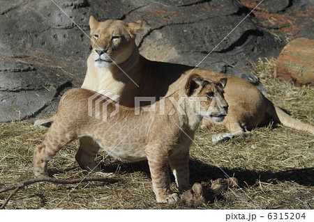 ライオン　母と子 6315204
