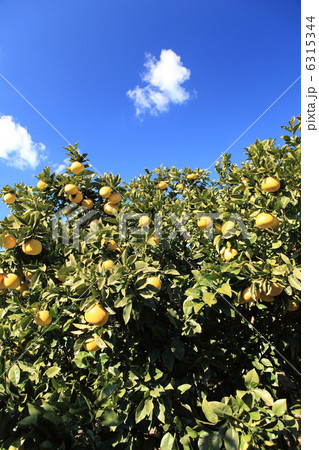 土佐文旦 6315344