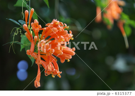 カエンカズラ カエンカズラ 6315377