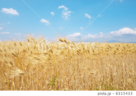 麦畑 6315433