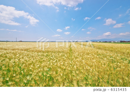 麦畑 麦畑 6315435