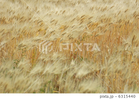 麦畑 6315440
