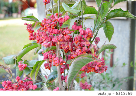 マユミの花 6315569