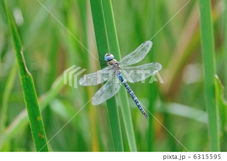 マダラヤンマ 6315595