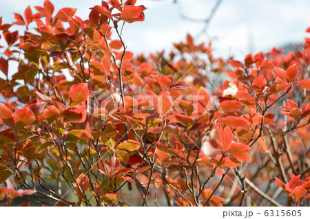 ドウダンツツジの紅葉 ドウダンツツジの紅葉 6315605
