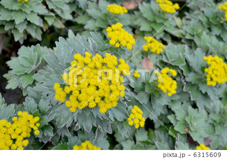 イソギク イソギク 6315609