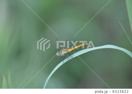 マイコアカネ 6315622