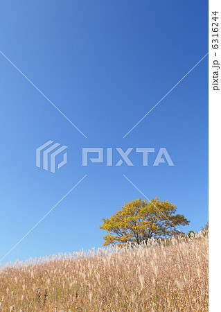 八島湿原 八島湿原 6316244