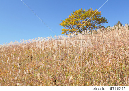 八島湿原 6316245