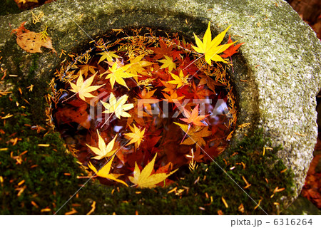 落ち葉 落ち葉 6316264