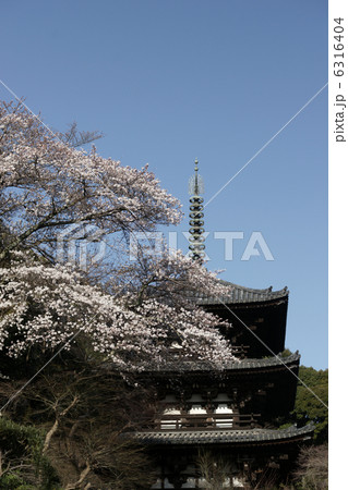 奈良　桜風景 6316404