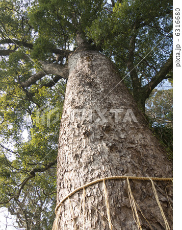 玉園稲荷の「抱（いだ）き大楠」 6316680