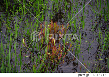 尾瀬のナガバノモウセンゴケ 6316716
