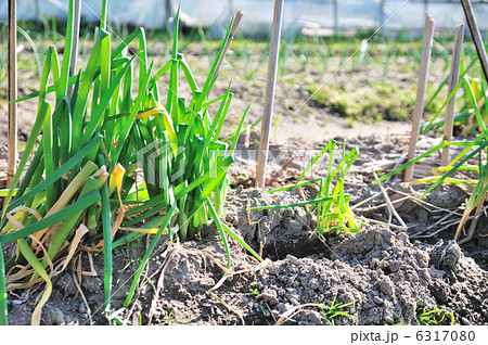 ねぎ 6317080