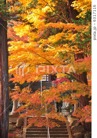 紅葉の参道 紅葉の参道 6317116