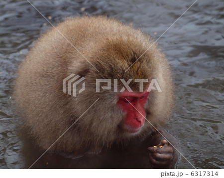 地獄谷の温泉猿 地獄谷の温泉猿 6317314