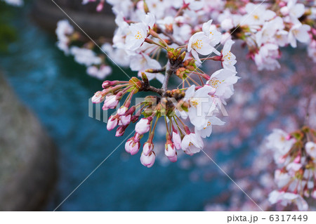 桜 6317449