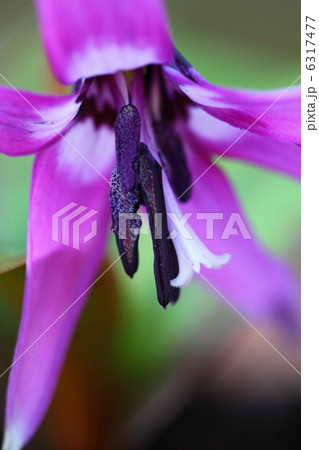 カタクリの花 6317477