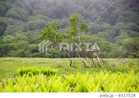 尾瀬のシラカンバ 6317528