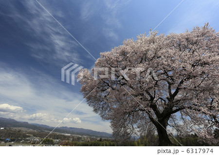 王仁塚(わにづか）の桜 6317974