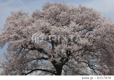 王仁塚(わにづか）の桜 6317976