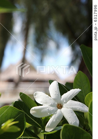 ティアレ・タヒチ ティアレ・タヒチ 6317996