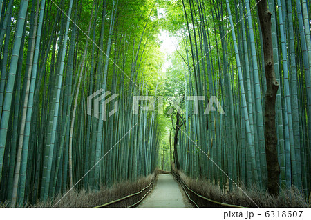 嵐山　竹林 6318607