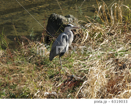 アオサギ アオサギ 6319033