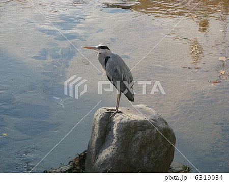 アオサギ 6319034