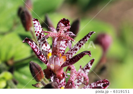 ホトトギス ホトトギス 6319151