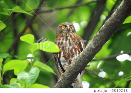 アオバズク 6319218