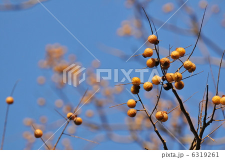 木の実　～ムクロジ～ 6319261