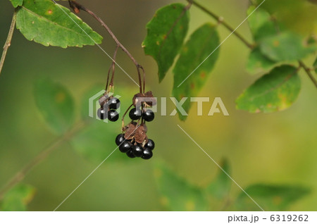 木の実　～サンショウ～ 6319262