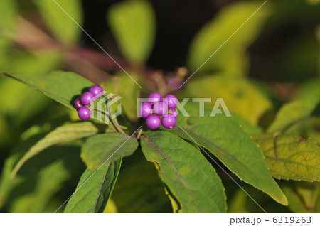 木の実　～コムラサキ～ 6319263