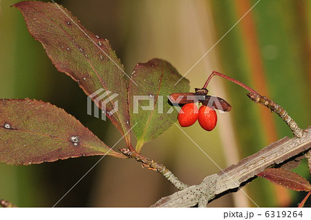 木の実　～ニシキギ～ 6319264