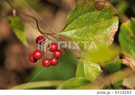 草の実　～サルトリイバラ～ 6319265