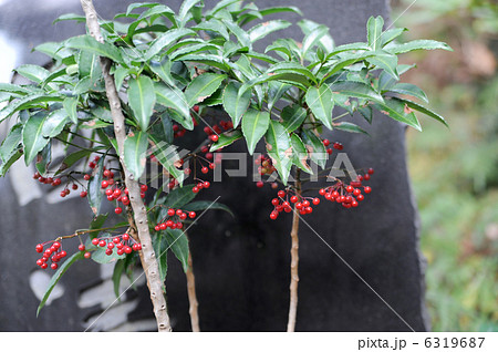 マンリョウ 6319687