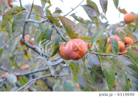 富有柿 6319690