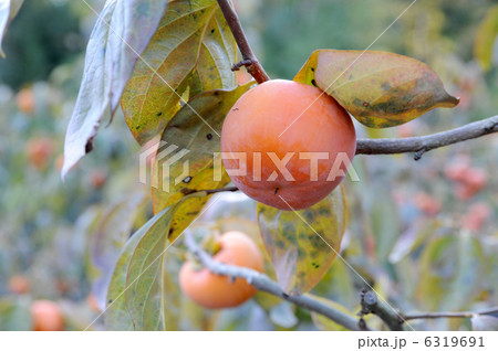 富有柿 6319691