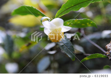 茶の花 6319693