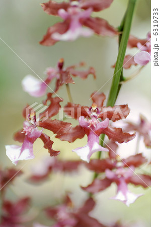 オンシジューム・シャリーベイビー オンシジューム・シャリーベイビー 6319733