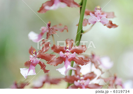 オンシジューム・シャリーベイビー 6319734