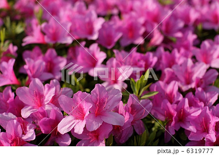 ツツジ 6319777