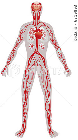 血管の人体図のイラスト素材
