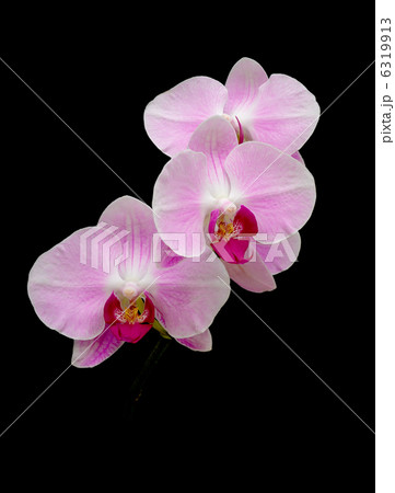 pink orchids on a black background pink orchids on a black background 6319913