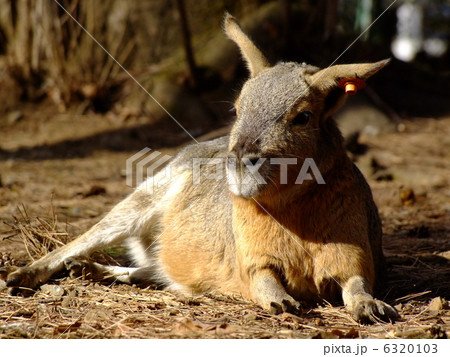 マーラ マーラ 6320103