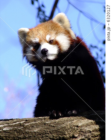 レッサーパンダ 6320127
