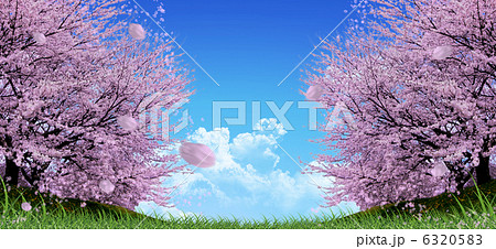 桜 6320583