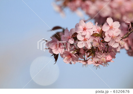 桜と光の丸ボケ 6320676