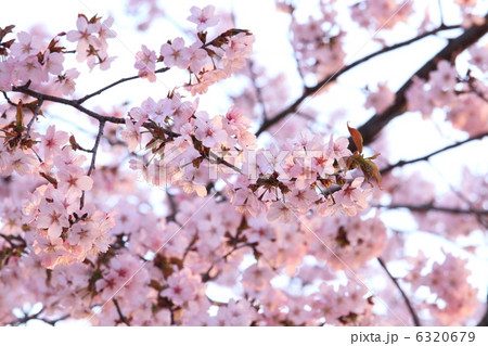 空バックに陽光桜 空バックに陽光桜 6320679